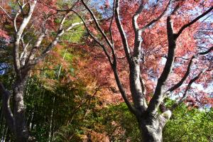 ブリヂストン奥多摩園の紅葉