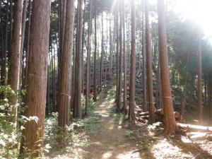 青梅の森の園路周辺の間伐