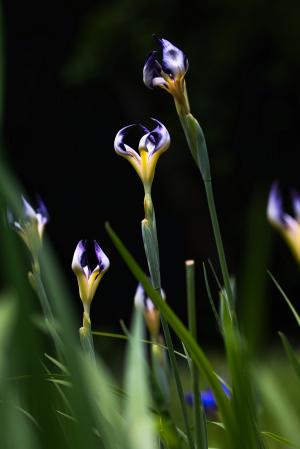 花しょうぶ