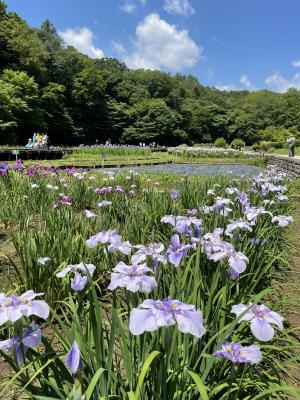 花しょうぶ公園全体