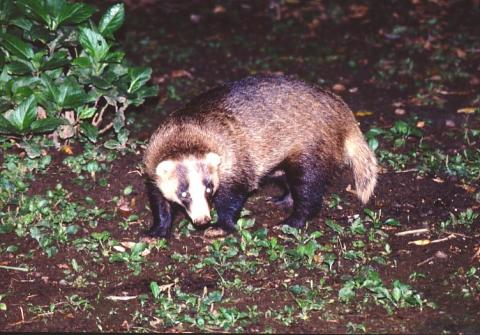 アナグマの画像