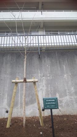 40周年記念植樹の画像4