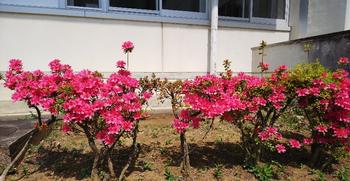 調理室前のサツキの画像