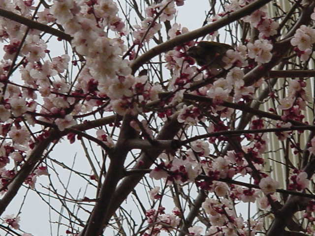 梅の木の画像