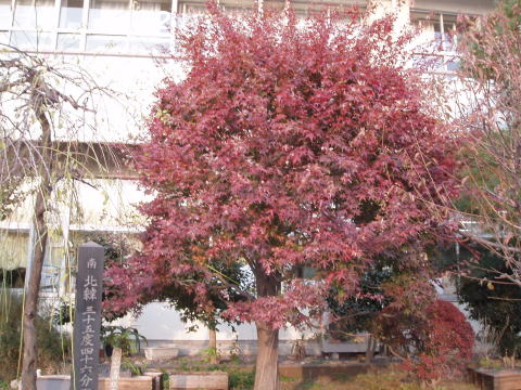 イロハモミジの画像