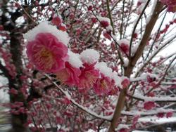 咲く梅の花の画像