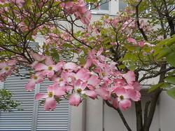 桜の画像1