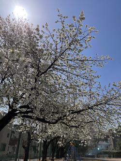桜の画像2