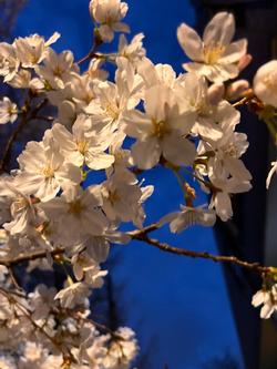 桜の画像3