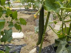 野菜の画像1