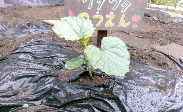 きゅうりの画像