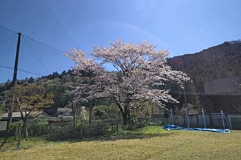 4月10日　春のほたるの里の画像1