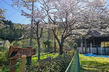 4月10日　春のほたるの里の画像3