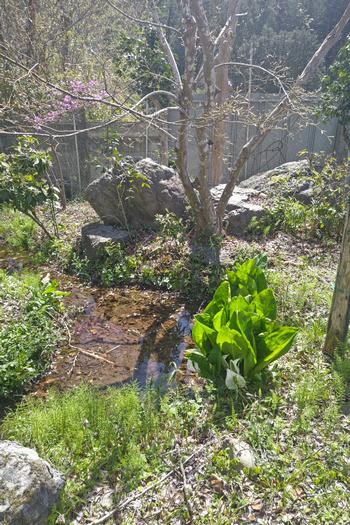 4月10日　春のほたるの里の画像2