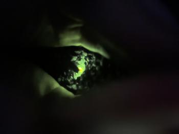 6月23日　「ホタルの夕べ」復活！の画像