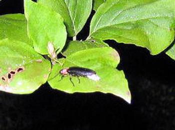 七中生まれのホタルの画像