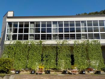 グリーンカーテン（ゴーヤ）の画像