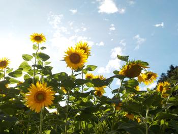 グリーンキーパー部が育てましたの画像