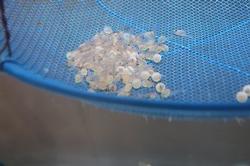 ヤマメが一気にふ化しましたの画像1