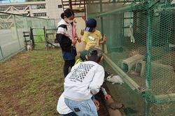 飼育小屋の清掃やうさぎのお世話の画像