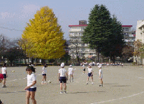 いちょうの木