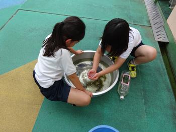 ヤゴ救出作戦(2,3年生)の画像1