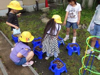 アサガオの栽培(1年生)の画像1