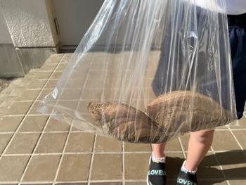 サツマイモ持って帰りますの画像3