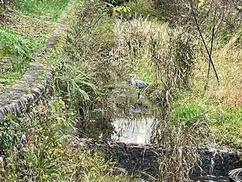 野鳥観察の画像6