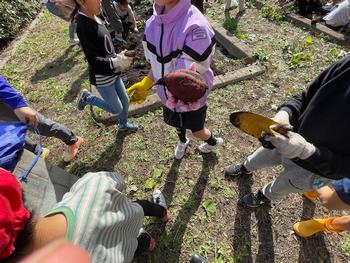 さつまいも掘りの画像8