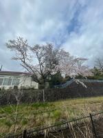 葉桜の画像1
