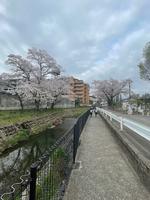 葉桜の画像2