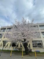 葉桜の画像3
