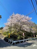 桜の木の画像1