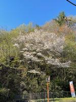 桜の木の画像2