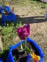 チューリップが色とりどりの花の画像2