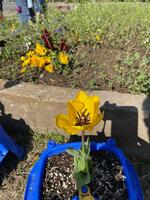 チューリップが色とりどりの花の画像4