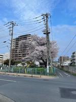校長日記　  4月8日（月曜日）の画像1