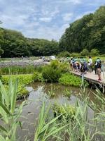 吹上菖蒲園の画像3