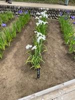 吹上菖蒲園の画像6