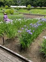 吹上菖蒲園の画像7