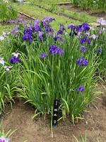 吹上菖蒲園の画像8