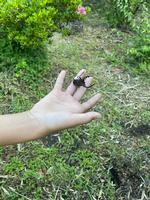 校長日記　6月5日（水曜日）の画像4