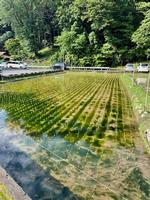 校長日記　6月3日（月曜日）の画像1