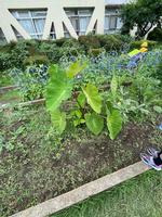 校長日記　7月3日（水曜日）の画像8