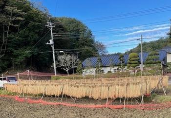 学区唯一の田んぼの稲が刈り取られ、干されていましたの画像