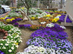 立派な花壇になりました。の画像
