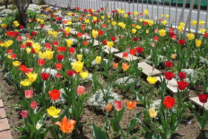 霞台の花（春）の画像1