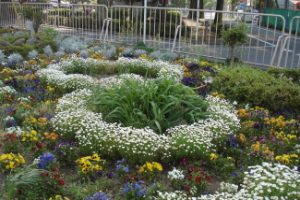 霞台の花（春）の画像2
