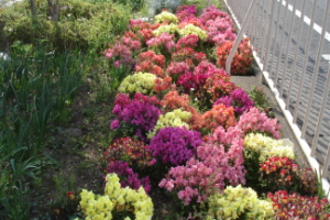 霞台の花（春）の画像3